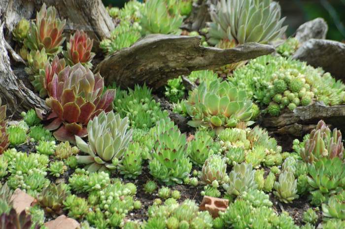 Sempervivum Dachwurz Hauswurz